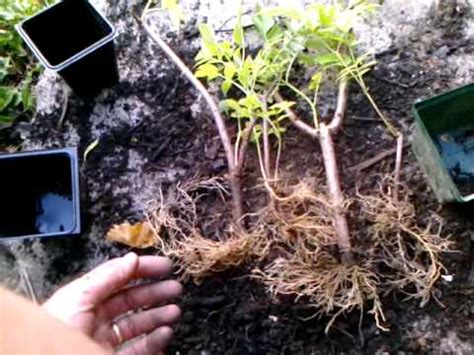 uncooked elderberry roots